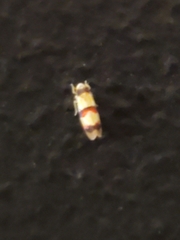 Erythroneura integra