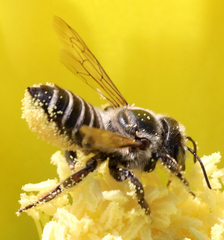 Megachiloides