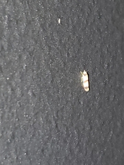 Erythroneura integra