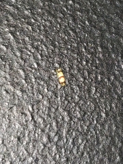 Erythroneura integra