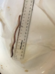 Aporrectodea longa