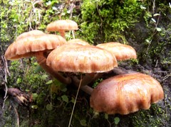 Armillaria mexicana