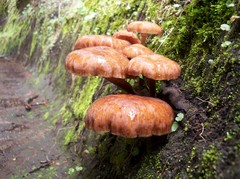 Armillaria mexicana
