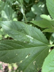 Liriomyza carphephori