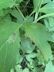 Calycomyza frickiana