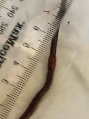 Aporrectodea longa