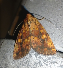 Perigea xanthioides