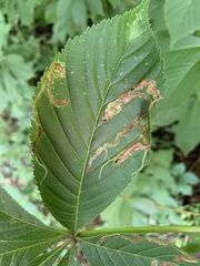 Phytomyza aesculi