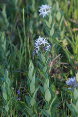 Amsonia repens