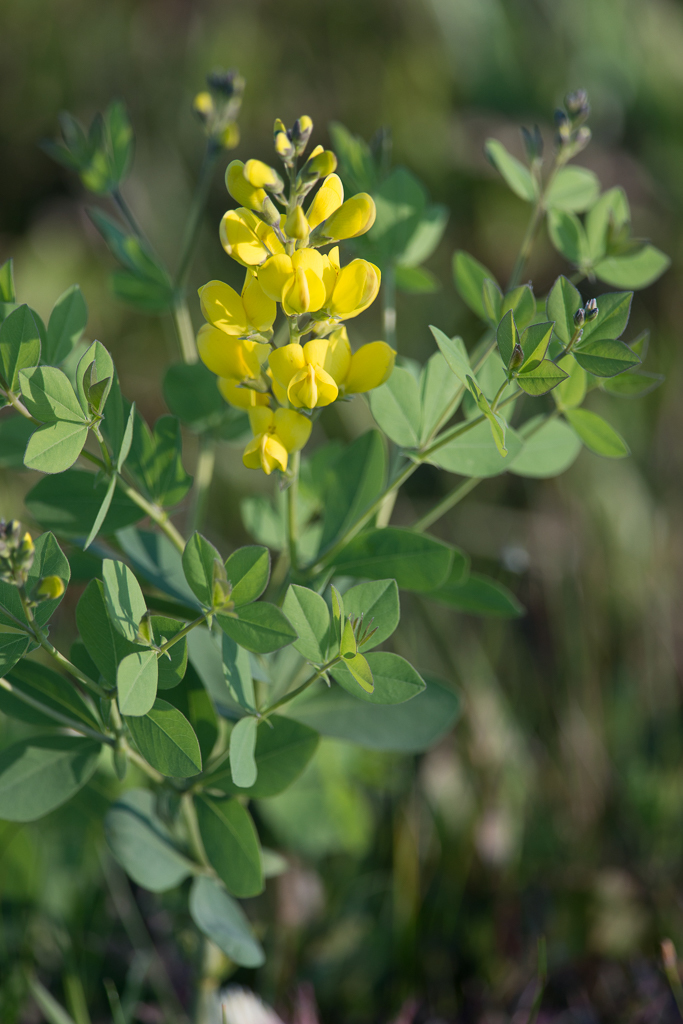 Yellow Wild Indigo (North Carolina Aquarium on Roanoke Island - Plants ...