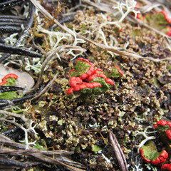 Cladonia lopezii