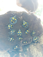 Eumorphus marginatus