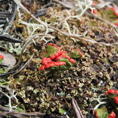 Cladonia lopezii