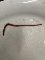 Aporrectodea longa