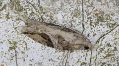 Proteoteras crescentana