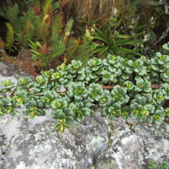 Escallonia myrtilloides