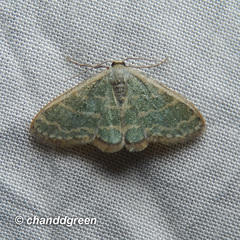 Lophophleps triangularis