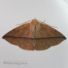 Ugia purpurea