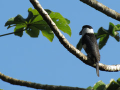 Notharchus hyperrhynchus