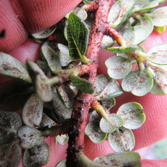 Escallonia myrtilloides
