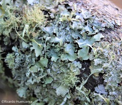 Nephroma antarcticum