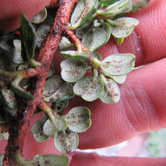 Escallonia myrtilloides