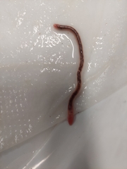 Aporrectodea trapezoides