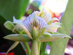 Prosthechea chacaoensis