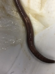 Aporrectodea longa