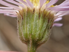 Erigeron foliosus franciscensis