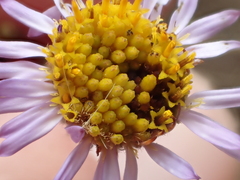 Erigeron foliosus franciscensis