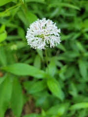 Marshallia trinervia