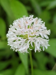 Marshallia trinervia