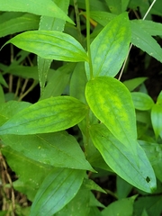 Marshallia trinervia