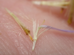 Erigeron foliosus franciscensis