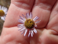 Erigeron foliosus franciscensis