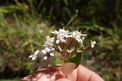 Olearia pachyphylla