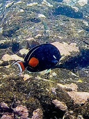 Acanthurus achilles