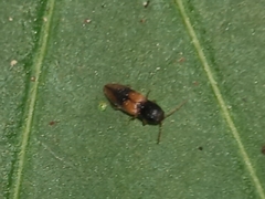 Horistonotus curiatus