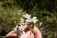 Olearia pachyphylla