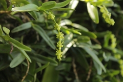 Epidendrum cardiophorum