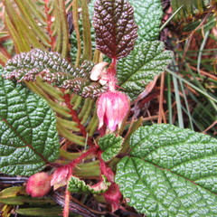 Rubus acanthophyllos