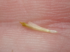 Erigeron foliosus franciscensis