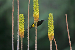 Icterus dominicensis