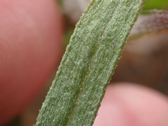 Erigeron foliosus franciscensis