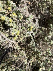 Maireana pyramidata