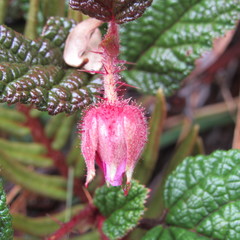 Rubus acanthophyllos
