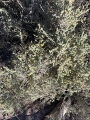 Maireana pyramidata