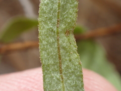 Erigeron foliosus franciscensis