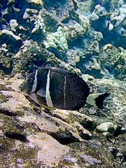 Acanthurus guttatus